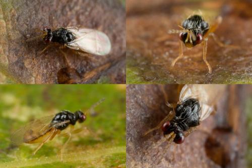 Euplectrus sp.